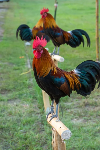 Rooster Small Log Outdoor Grass Yard — Stock Photo, Image