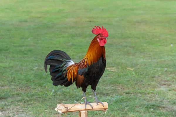 Coq Sur Une Petite Bûche Plein Air Dans Une Pelouse — Photo