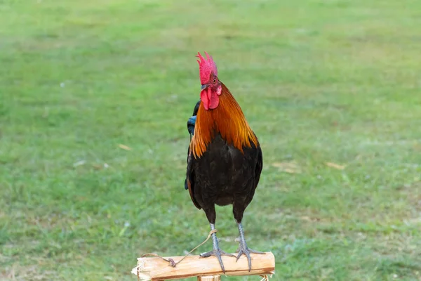 Ayam Jantan Atas Kayu Kecil Luar Halaman Rumput — Stok Foto