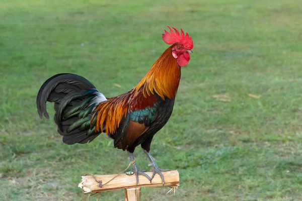 Horoz Üzerinde Küçük Bir Günlük Bir Çim Bahçesinde Açık — Stok fotoğraf