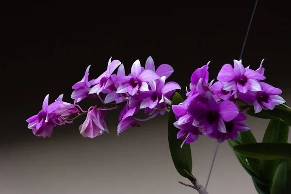 Pěkné Květy Orchideje Přírodním Pozadím — Stock fotografie