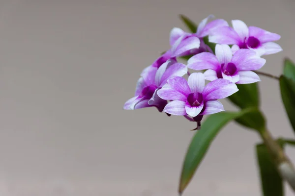 Schöne Blütenorchideen Mit Natürlichem Hintergrund — Stockfoto