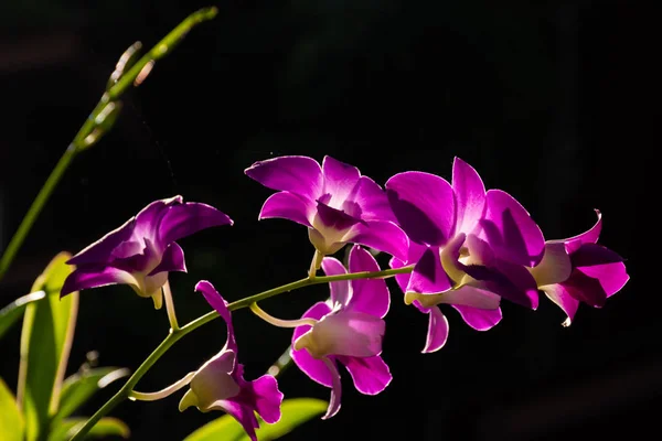 Pěkné Květy Orchideje Přírodním Pozadím Proti Slunečnímu Záření — Stock fotografie