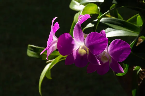 Bonitas Orquídeas Flor Con Fondo Natural Contra Luz Del Sol — Foto de Stock
