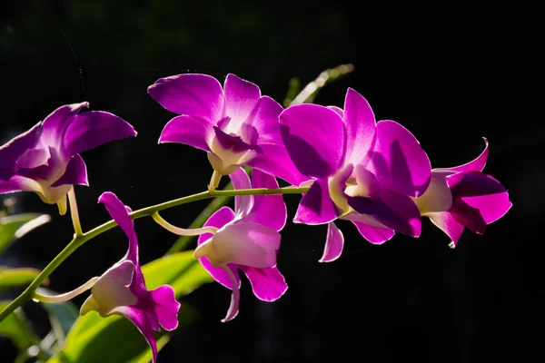 Pěkné Květy Orchideje Přírodním Pozadím Proti Slunečnímu Záření — Stock fotografie