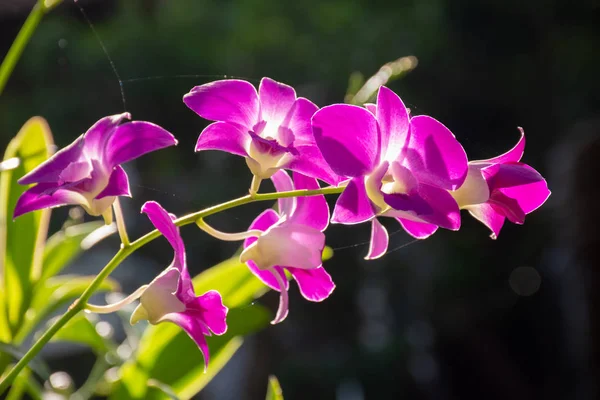Pěkné Květy Orchideje Přírodním Pozadím Proti Slunečnímu Záření — Stock fotografie