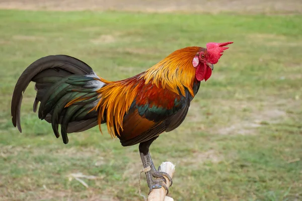 Coq Sur Une Petite Bûche Plein Air Dans Une Pelouse — Photo