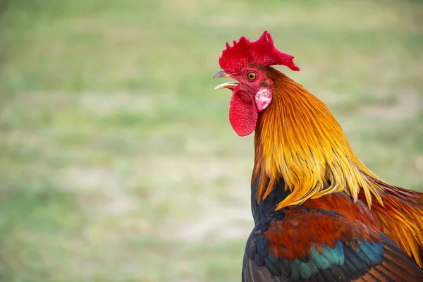 Horoz Üzerinde Küçük Bir Günlük Bir Çim Bahçesinde Açık — Stok fotoğraf