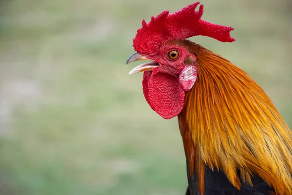 Horoz Üzerinde Küçük Bir Günlük Bir Çim Bahçesinde Açık — Stok fotoğraf