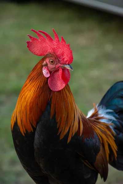 Coq Sur Une Petite Bûche Plein Air Dans Une Pelouse — Photo