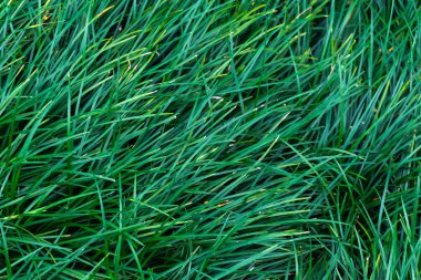 arka plan için yeşil çim dokusu.