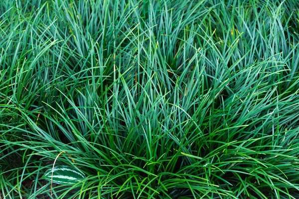 a texture of green grass for background.