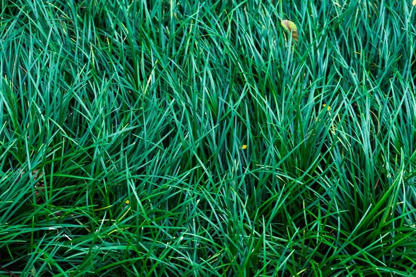 a texture of green grass for background.
