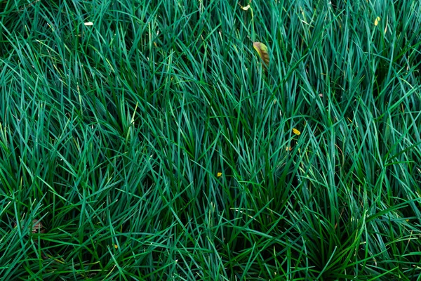 Een Textuur Van Groen Gras Voor Achtergrond — Stockfoto