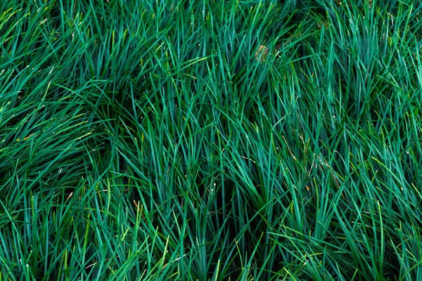 a texture of green grass for background.