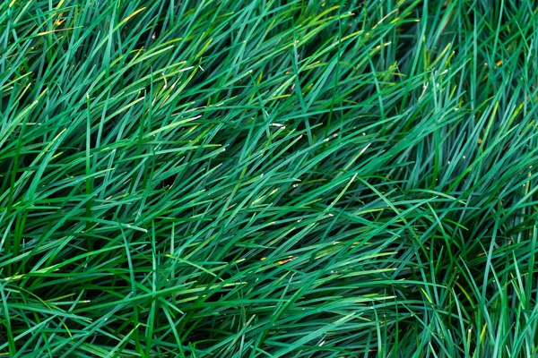 Texture Green Grass Background — Stock Photo, Image
