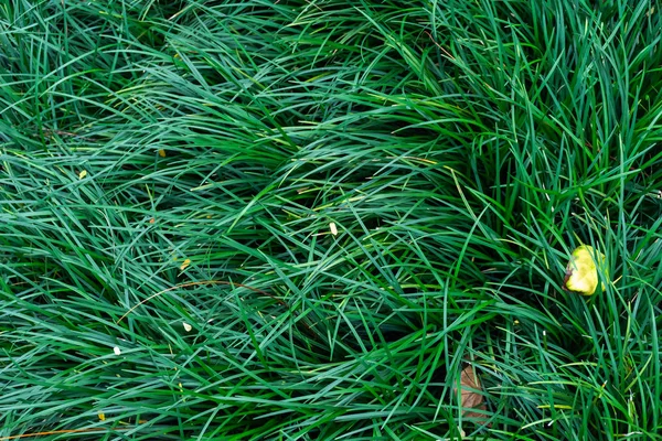 Tekstura Zielona Trawa Tło — Zdjęcie stockowe
