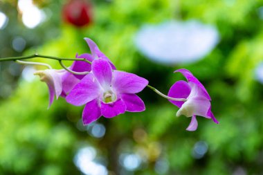 Güzel çiçeği orkide doğal arka plan ile.
