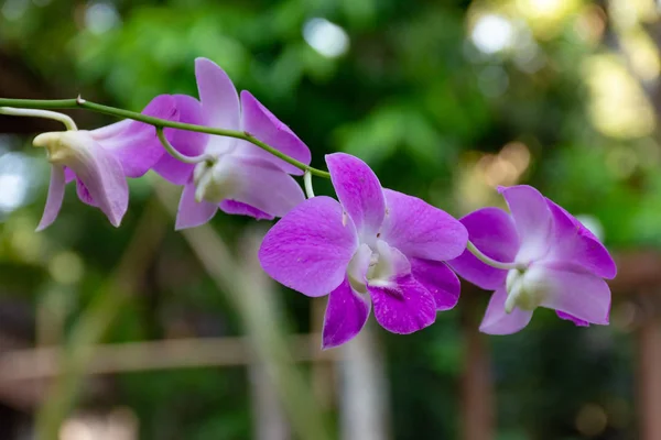 Гарні Квітучі Орхідеї Природним Фоном — стокове фото