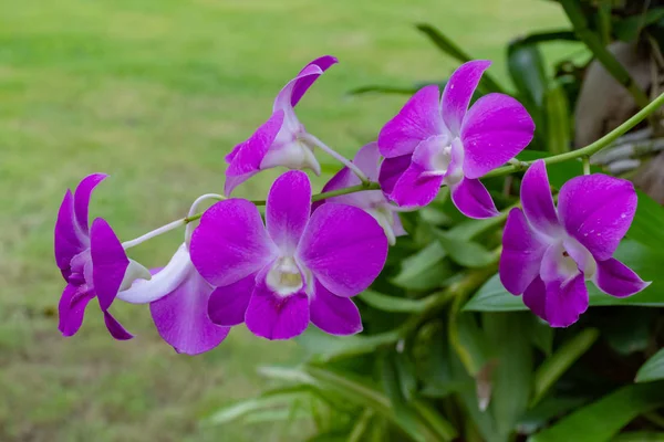 Pěkné Květy Orchideje Přírodním Pozadím — Stock fotografie