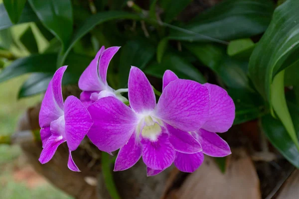 Schöne Blütenorchideen Mit Natürlichem Hintergrund — Stockfoto