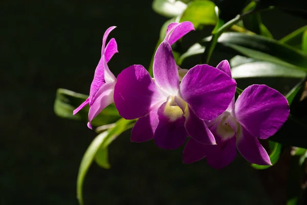 Fin Blomma Orkidéer Med Naturlig Bakgrund — Stockfoto