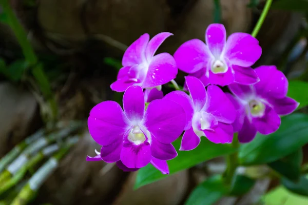 Pěkné Květy Orchideje Přírodním Pozadím — Stock fotografie