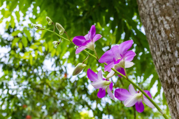 Bonitas Orquídeas Flor Con Fondo Natural — Foto de Stock