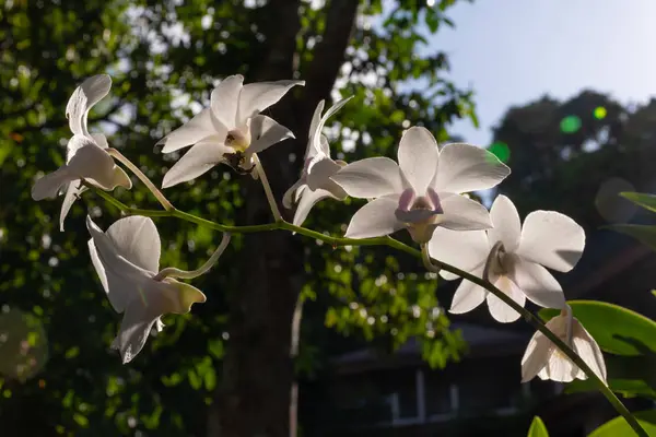 Bonitas Orquídeas Flor Con Fondo Natural — Foto de Stock