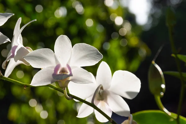 Nice Blossom Orchids Natural Background — Stock Photo, Image