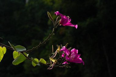 Phanera purpurea koyu arka plan ve RIM ışık.