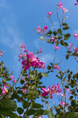 Phanera purpurea parlak mavi gökyüzü üzerinde.