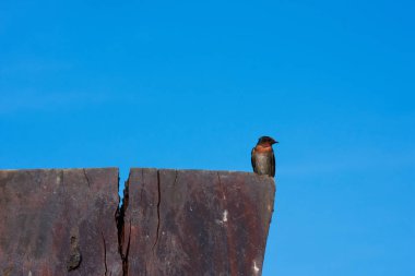mavi gökyüzü arka plan üzerinde bir Kırlangıç Kuş.