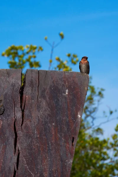 Pájaro Golondrina Sobre Fondo Azul Del Cielo —  Fotos de Stock