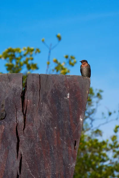 Pájaro Golondrina Sobre Fondo Azul Del Cielo —  Fotos de Stock