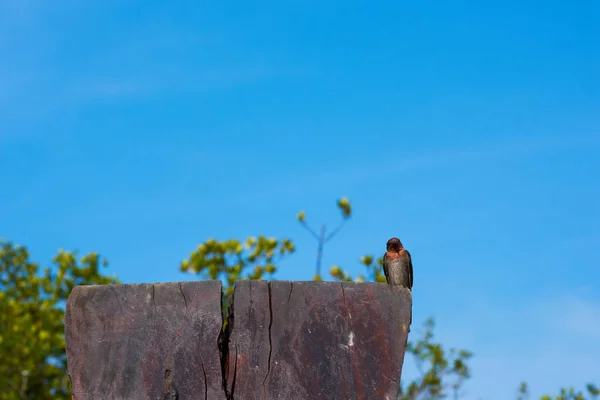 Pássaro Engolir Fundo Céu Azul — Fotografia de Stock