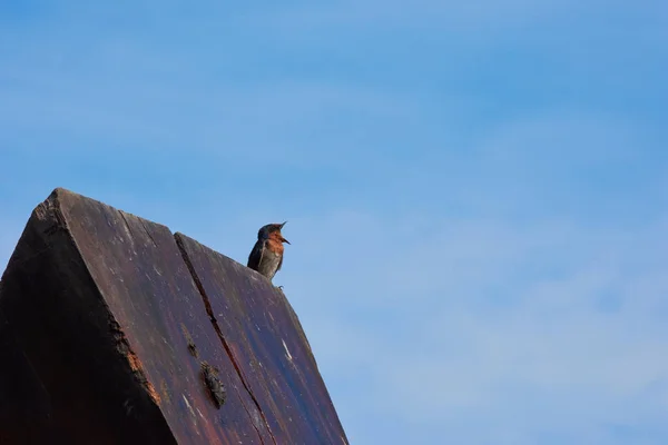 Pájaro Golondrina Sobre Fondo Azul Del Cielo — Foto de Stock