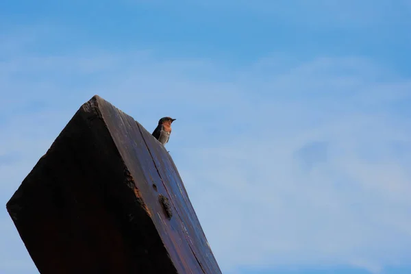 Swallow Bird Blue Sky Background — Stock Photo, Image