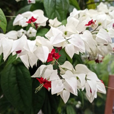 Yeşil yapraklı beyaz-kırmızı sıra dışı çiçekler. Yeşil yapraklı çalılıklarda beyaz ve kırmızı çiçekler. Kare görüntü. Tasarımın için doğa arka planı. Güneşli, güneşli bir gün.