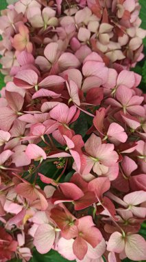 Ortanca, yumuşak odaklanma, gürültü eklendi. Güzel çiçekler. Geniş yapraklı ortanca - Şeftali rengi çiçek pazarındaki ortanca çiçeklerinin Bush yakın plan fotoğrafı. Dikey format. Tasarımınız için arkaplan.