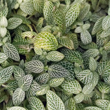 Kare şeklinde beyaz damarları olan süs bitkisinin yeşil parlak küçük yaprakları..