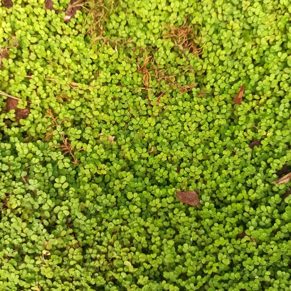 Petites feuilles brillantes d'une image carrée végétale d'un fond botanique. Un tapis de feuilles vertes. Contexte de votre conception. — Photo