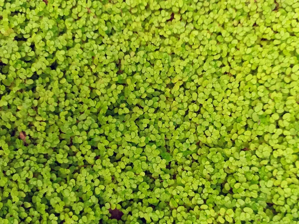Piccole foglie lucenti di un'immagine orizzontale d'impianto di uno sfondo botanico. Un tappeto di foglie verdi. Sfondo per il vostro design. — Foto Stock