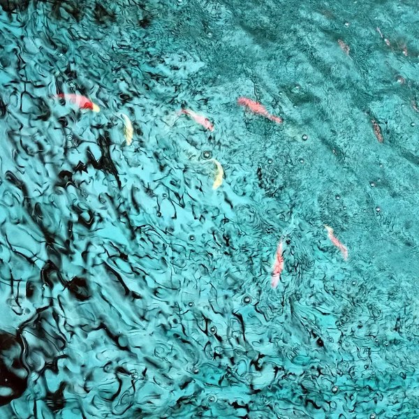 Ytan av blå och smaragdvågor med fina ringar. Koi karpar ovanifrån på vattnet. Gul-vit fisk på vattnet. Bild av ett fyrkantigt format med solsken på vattnet. Bakgrund för din design. — Stockfoto