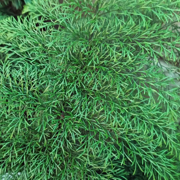 La plante nette laisse l'image de fond botanique carré. Feuilles d'une grande plante. Contexte de votre conception. — Photo