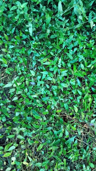 Feuilles lumineuses d'une plante une image verticale allongée d'un fond botanique. Plantez des feuilles. Contexte de votre conception. — Photo