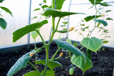 Bir serada salatalık yetiştirmek için. Küçük salatalıklar ve çiçekler büyüyor.