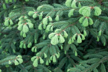 Arka planda çam ağacı brunchları. Yeni bir köknar büyümesi.