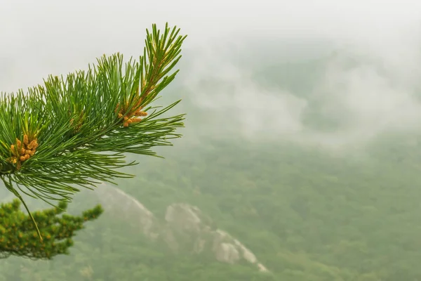 Cedar Branch Mountain Background — Stock Photo, Image