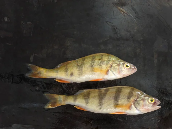 Taze balık. Taze Nehir balığı Levrek. Siyah bir arka plan üzerinde. Metin için özgür yer. Üstten görünüm